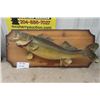 Image 1 : Mounted Pickerel 25" Long