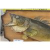 Image 2 : Mounted Pickerel 25" Long