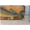 Image 3 : Mounted Pickerel 25" Long