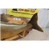 Image 5 : Mounted Walleye 34" Long