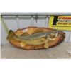 Image 1 : Mounted Walleye Fish 32" Long