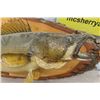 Image 3 : Mounted Walleye Fish 32" Long
