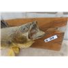 Image 2 : Mounted Walleye Fish 30" Long