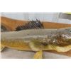 Image 3 : Mounted Walleye Fish 30" Long