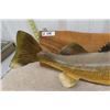 Image 4 : Mounted Walleye Fish 30" Long