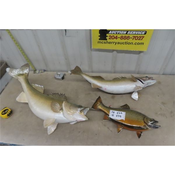 3 Mounted Fish ; 1) Walleye 30" , 1) Walleye 28" , 1) Trout 18"