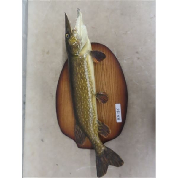 Mounted Northern Pike / Jackfish 29" Long