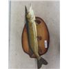 Image 1 : Mounted Northern Pike / Jackfish 29" Long