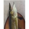 Image 2 : Mounted Northern Pike / Jackfish 29" Long
