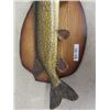 Image 3 : Mounted Northern Pike / Jackfish 29" Long