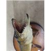 Image 4 : Mounted Northern Pike / Jackfish 29" Long