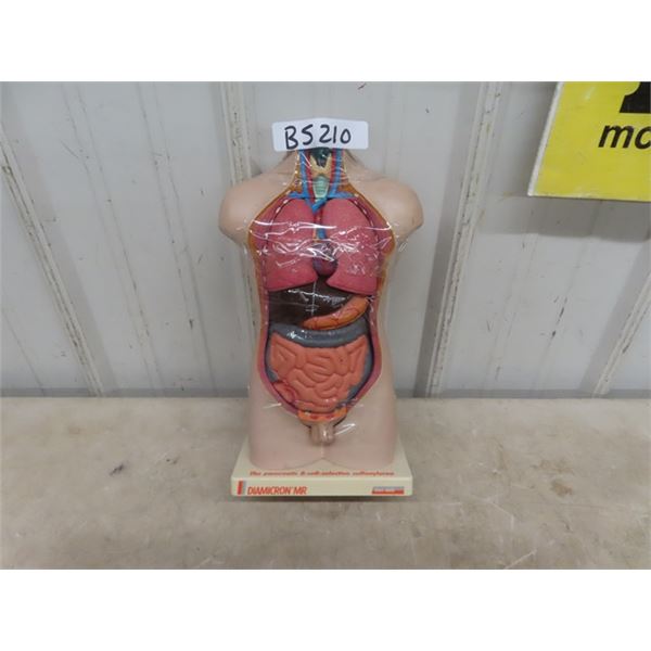 Pharmaceutical Torso Display ; Pancreatiz B Cell Selective Sulfonylurea 13" Tall