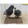 Image 2 : Nice Pair of Stuffed Taxidermy Love Birds/ Pigeons on 1/4 Log of Wood