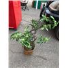 Image 1 : Artificial plant