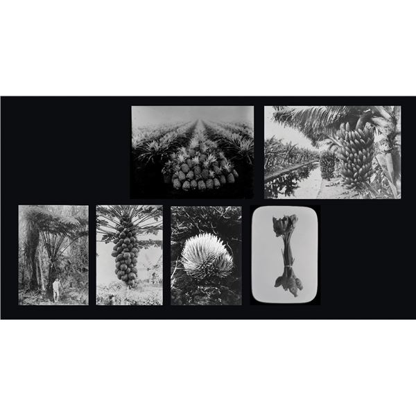 HAWAIIAN GLASS SLIDES: VARIOUS VEGETATION OF HAWAII.