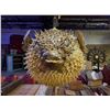 Image 2 : VINTAGE OA VERY LARGE PUFFER FISH (ELECTRIFIED).