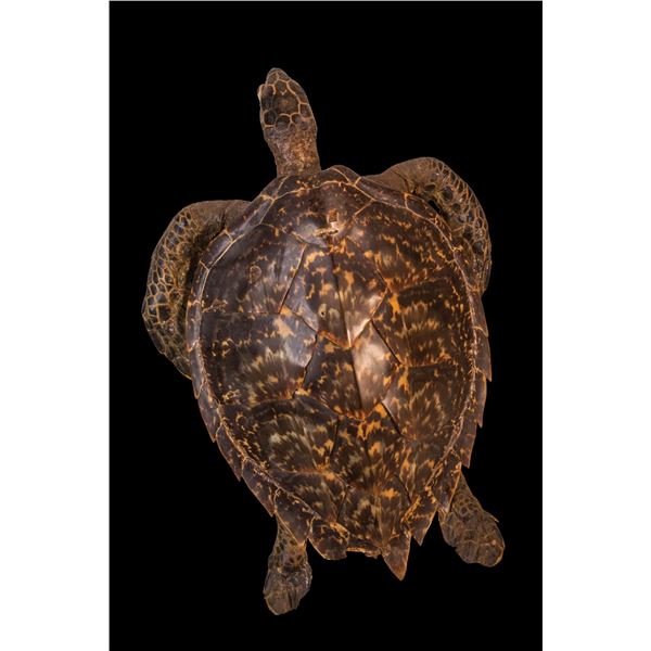 ANTIQUE LARGE FULL BODY STUFFED SEA TURTLE.