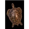 Image 1 : ANTIQUE LARGE FULL BODY STUFFED SEA TURTLE.