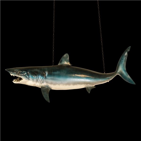 TAXIDERMY BLUE SHARK OA WAREHOUSE SHOWROOM DISPLAY.