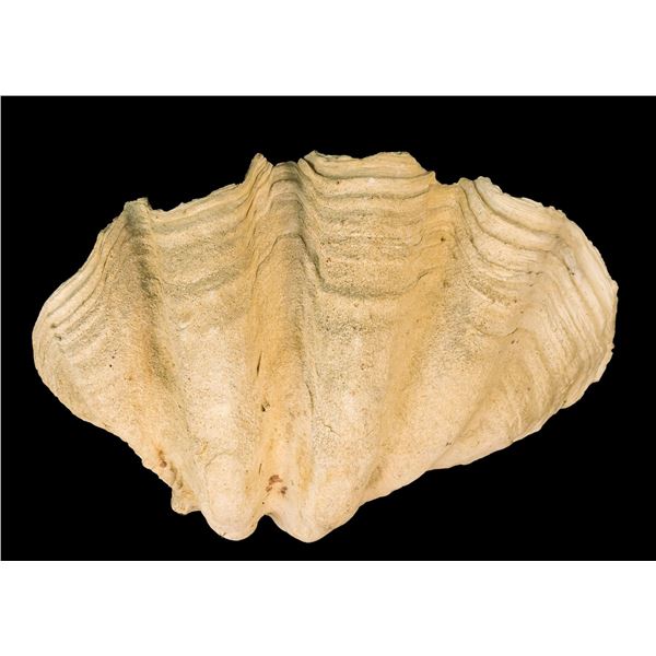 AUTHENTIC NATURAL TRIDACNA GIANT CLAM SHELL.