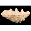 Image 1 : FIBERGLASS GIANT CLAM SHELL PUNCH BOWL.