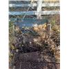 Image 1 : FERRIS WHEEL TYPE PLANTER AND GRATES