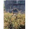 Image 1 : TWO OLD WAGON WHEELS, REBAR CHUNK