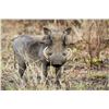 Image 10 : PHASA - Plains Game Hunt in Limpopo Province