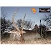 Image 10 : PHASA - Limpopo Plainsgame hunt for 2 hunter