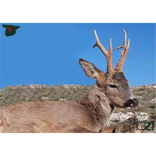 Spanish Roe Deer Hunt