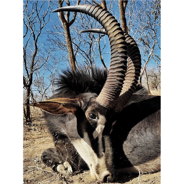 Mozambique Sable and Plains Game Hunt