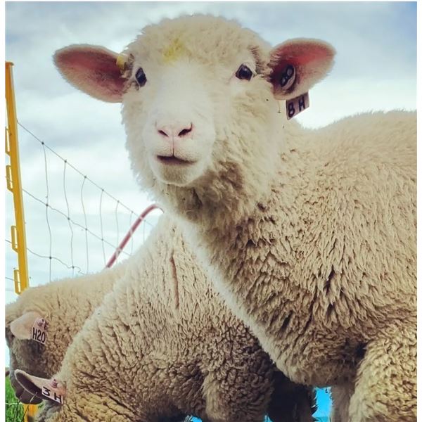 Whole Lamb Cut and Wrapped