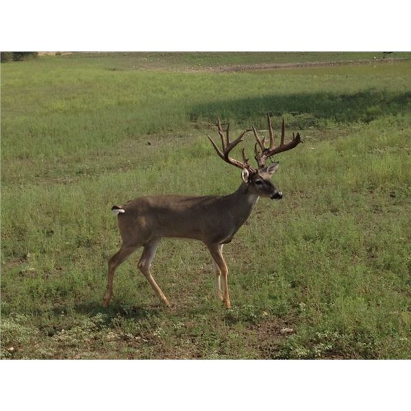 Texas Whitetail & Exotic Combo Hunt