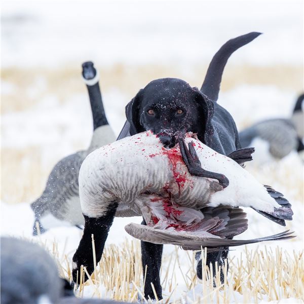 Southern Alberta Waterfowl Hunt
