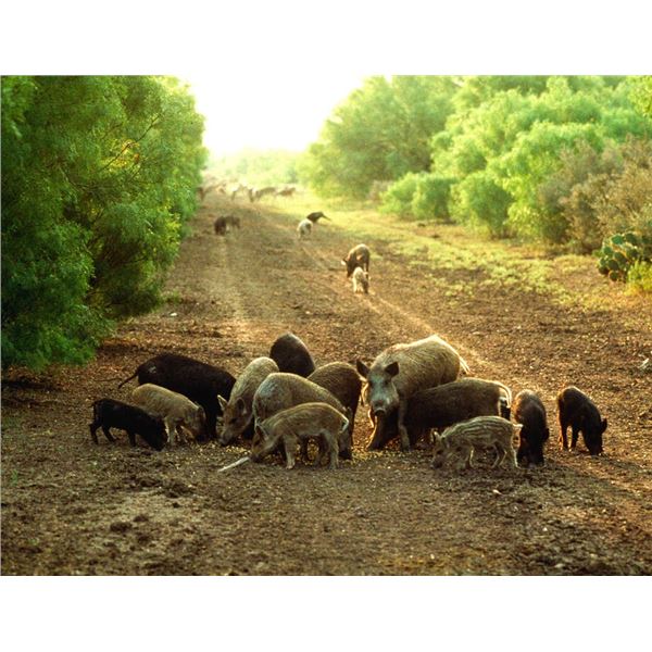 Texas Hog Hunt