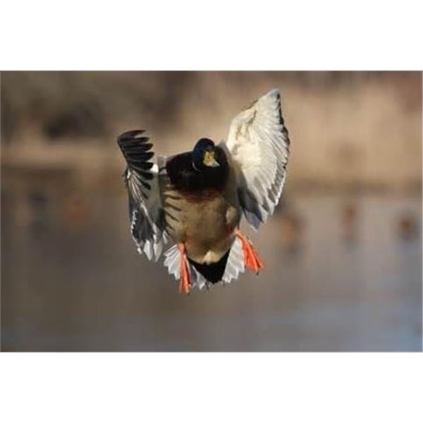 Barker Ranch Duck Hunt