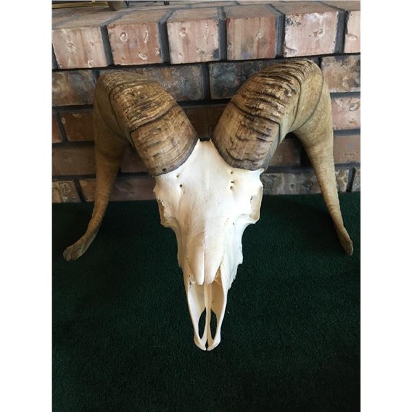 Bighorn Sheep Horns