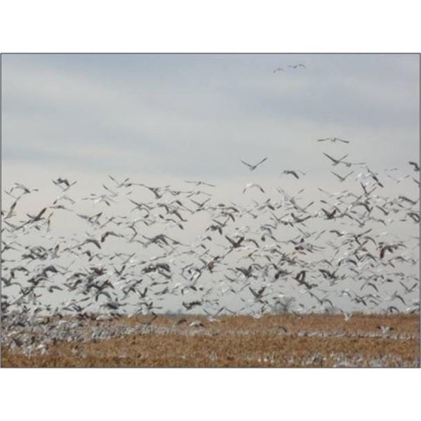Canadian Snow Goose Hunt