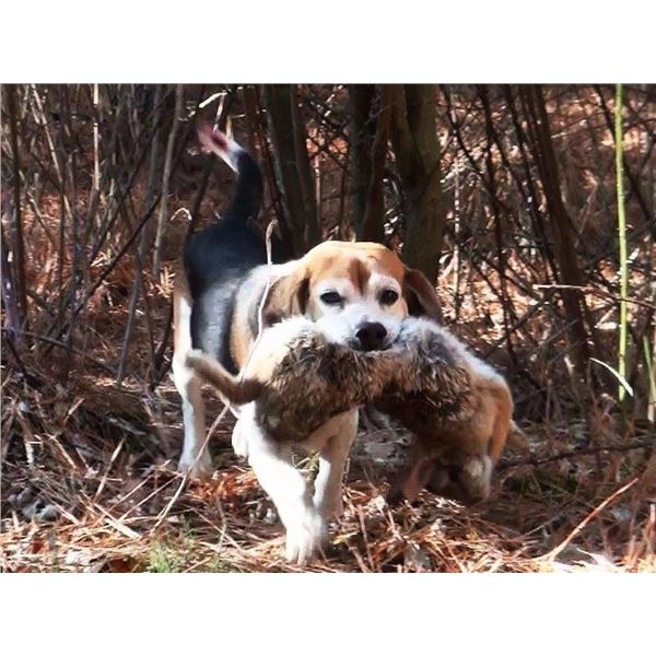 Yakima Valley Rabbit Hunt