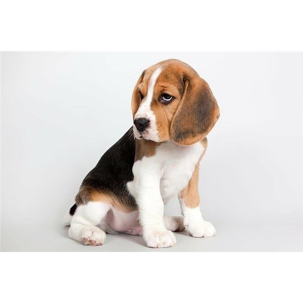 Beagle Puppy