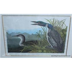 Beautiful large ornately framed and matted color  print of two Great Northern Divers (commonly known