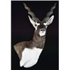 Image 1 : TEXAS BLACK BUCK - EXOTIC - SHOULDER MOUNT BY