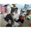 Image 4 : Animal Figurines Cat A
