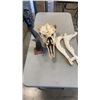 Image 1 : HORN CARVED OWL, AND DEER SKULL