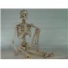 Image 1 : Full Scale Life Sized Medical Skeleton 