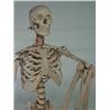 Image 2 : Full Scale Life Sized Medical Skeleton 