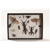 Image 1 : Insect Collection in Shadow Box
