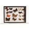 Image 1 : Monarch Butterfly Collection in Shadow Box