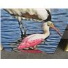 Image 3 : Florida Birds - 36" x 24"