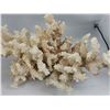 Image 2 : BEAUTIFUL CORAL